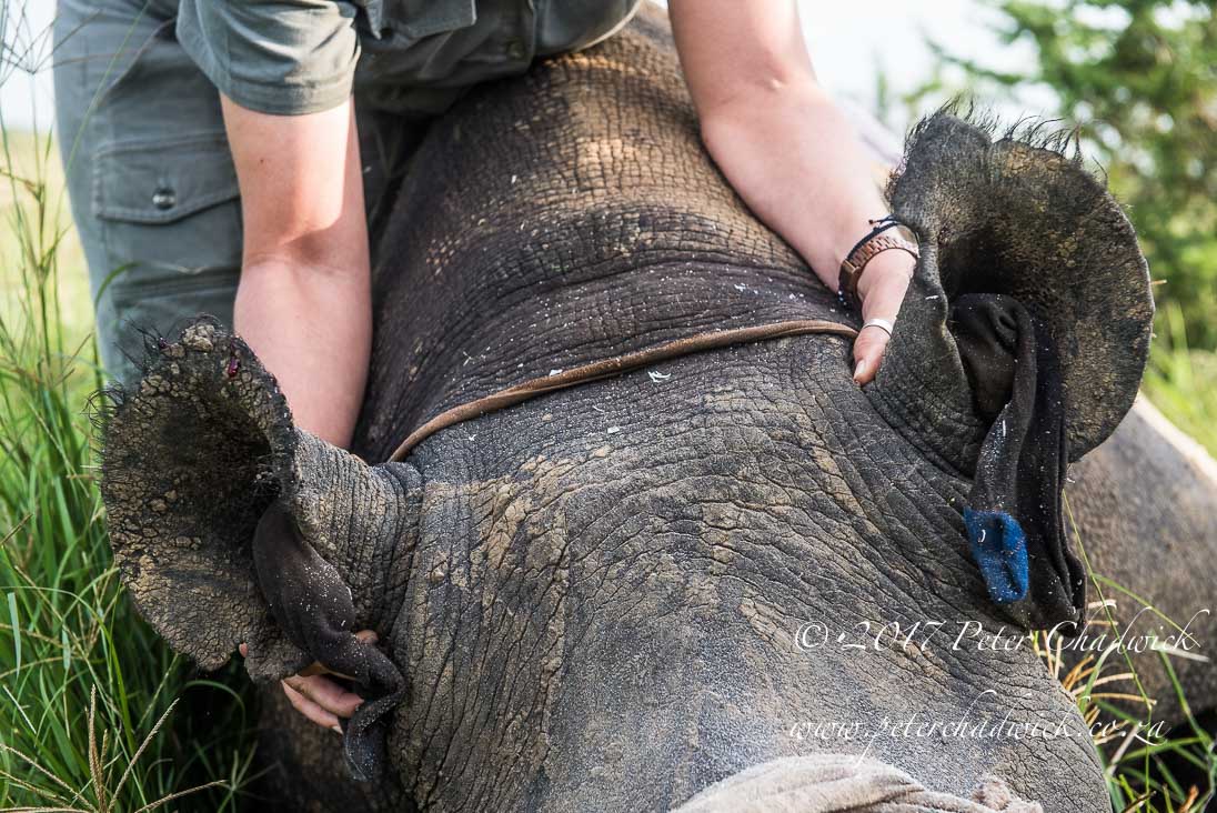 Rhino Conservation_©PeterChadwick AfricanConservationPhotographer