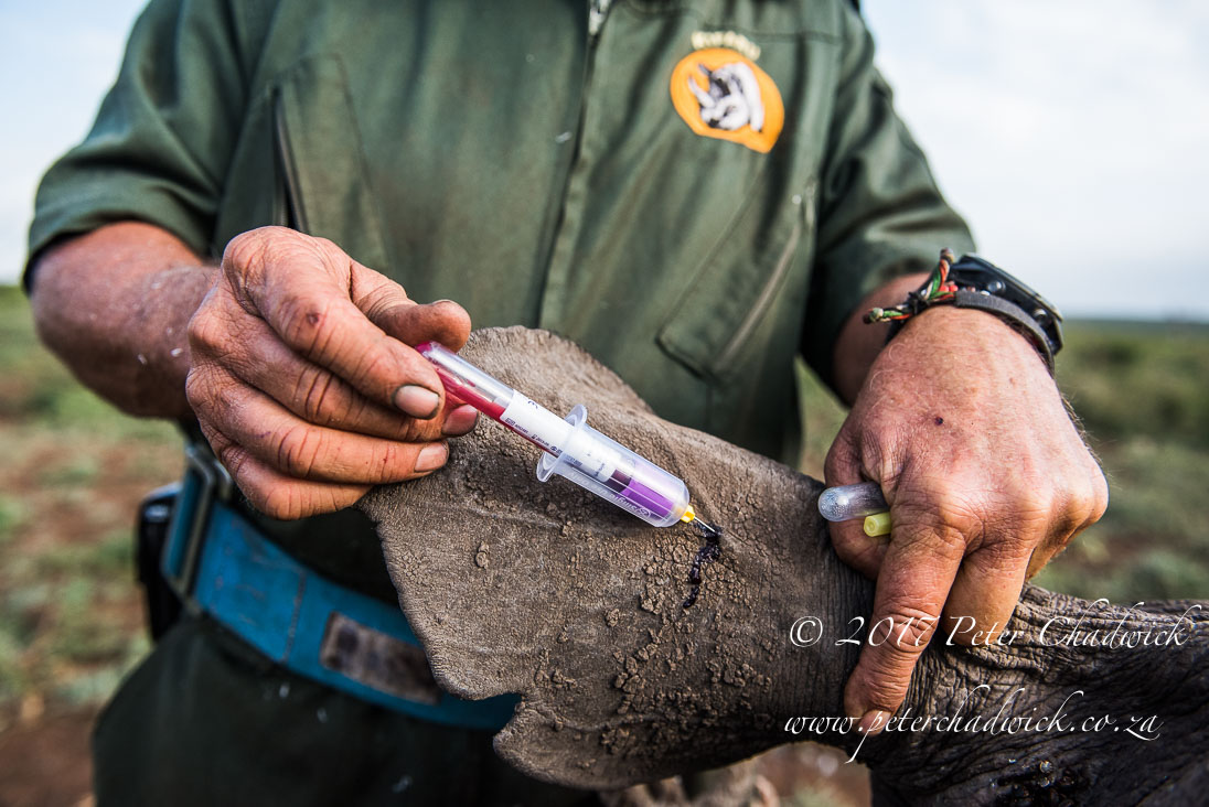 Rhino Conservation_©PeterChadwick AfricanConservationPhotographer