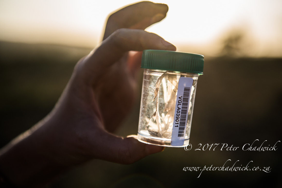 Rhino Conservation_©PeterChadwick AfricanConservationPhotographer