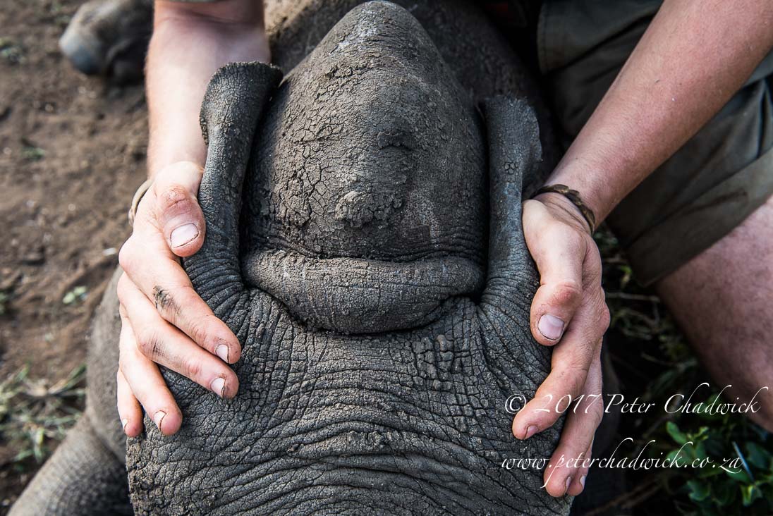 Rhino Conservation_©PeterChadwick AfricanConservationPhotographer