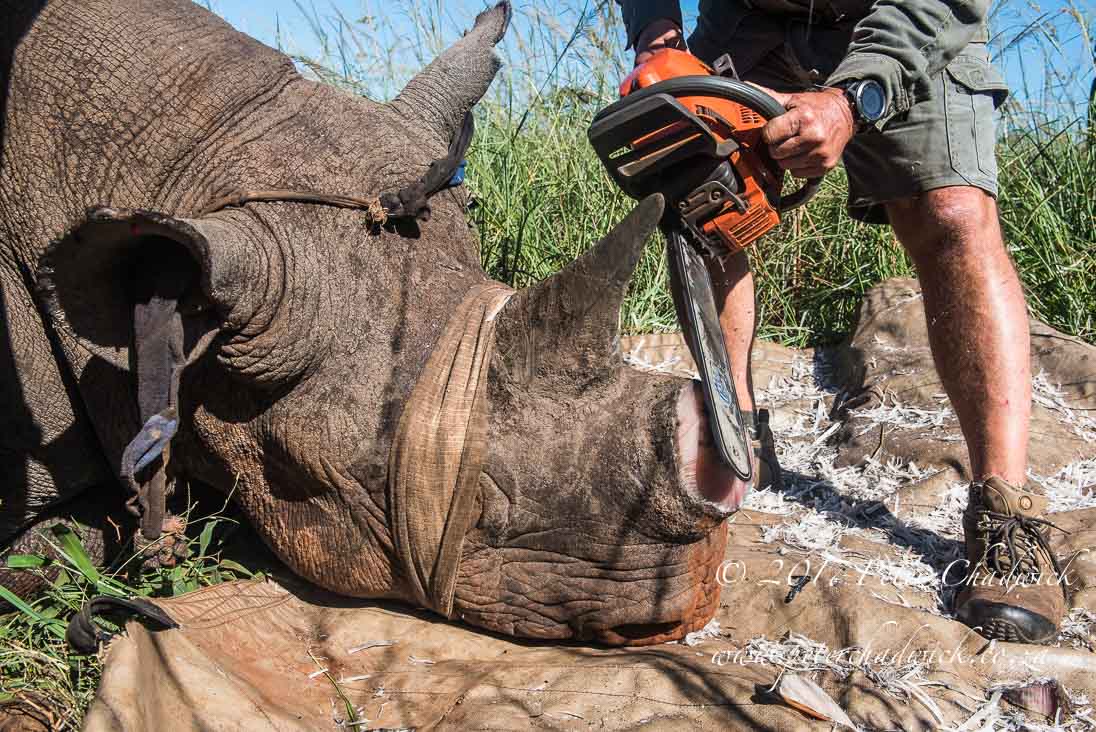 Rhino Conservation_©PeterChadwick AfricanConservationPhotographer