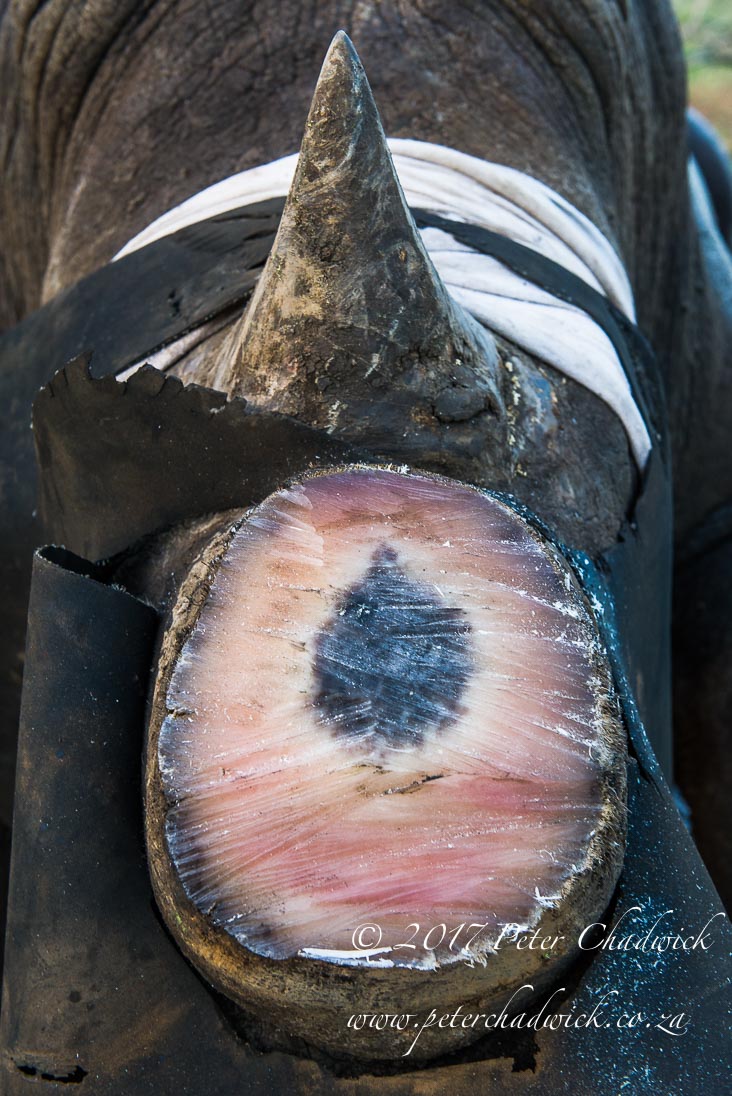 Rhino Conservation_©PeterChadwick AfricanConservationPhotographer