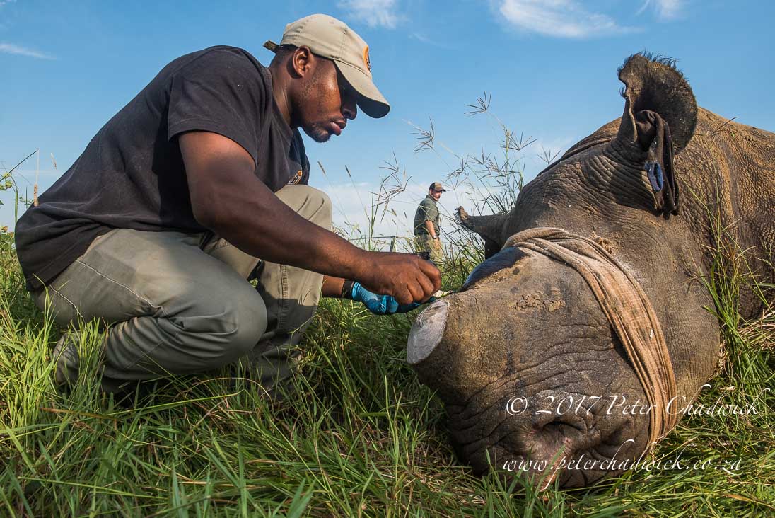Rhino Conservation_©PeterChadwick AfricanConservationPhotographer