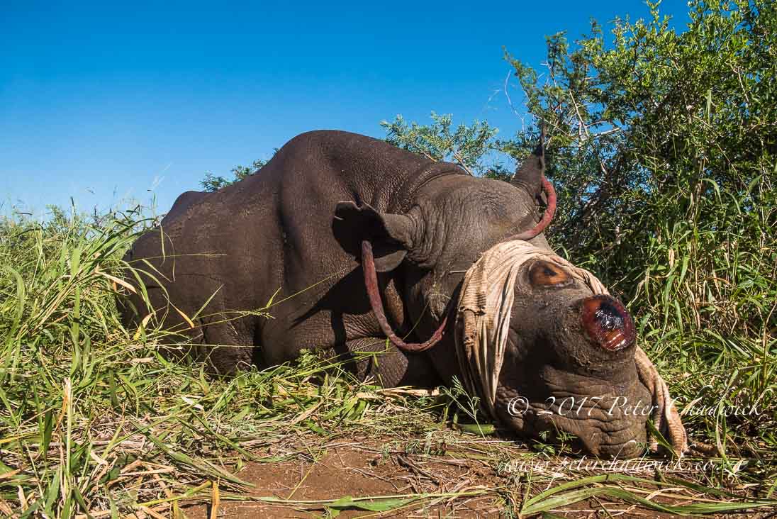 Rhino Conservation_©PeterChadwick AfricanConservationPhotographer