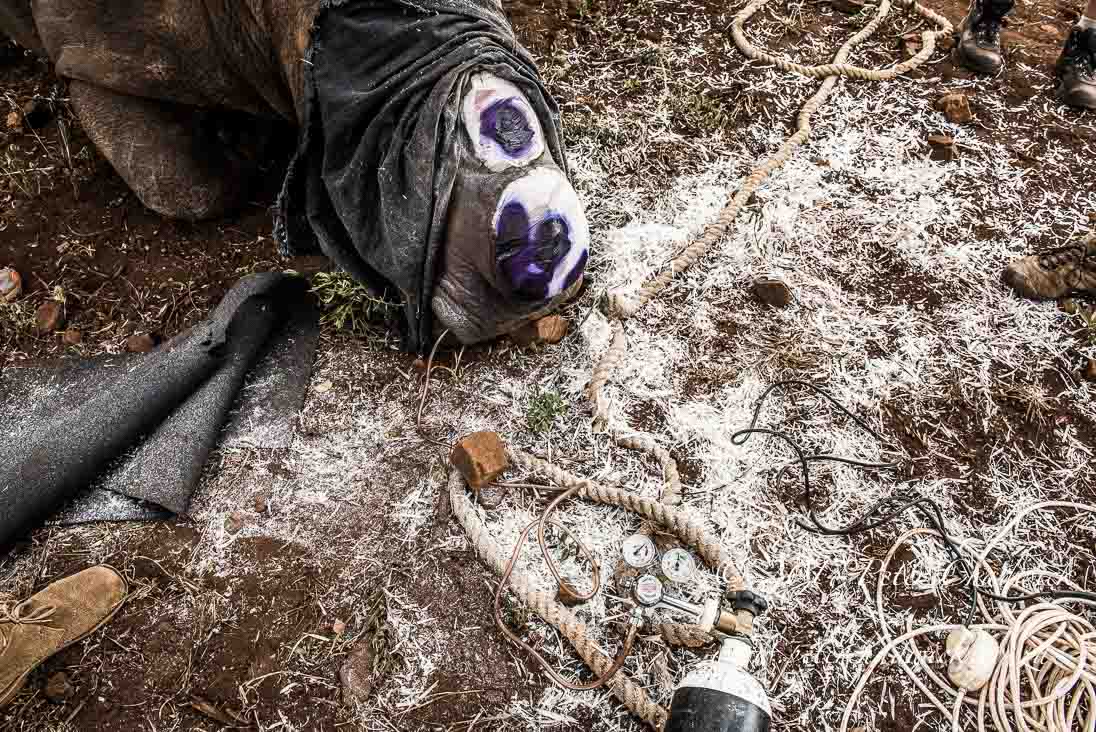 Rhino Conservation_©PeterChadwick AfricanConservationPhotographer