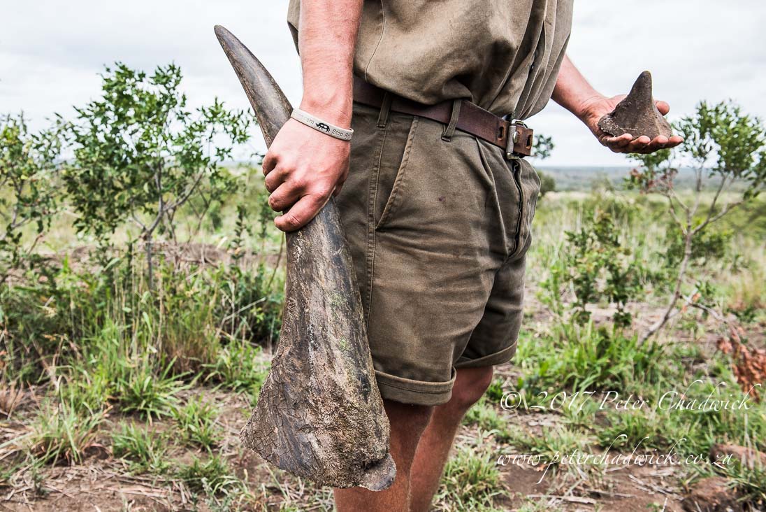 Rhino Conservation_©PeterChadwick AfricanConservationPhotographer