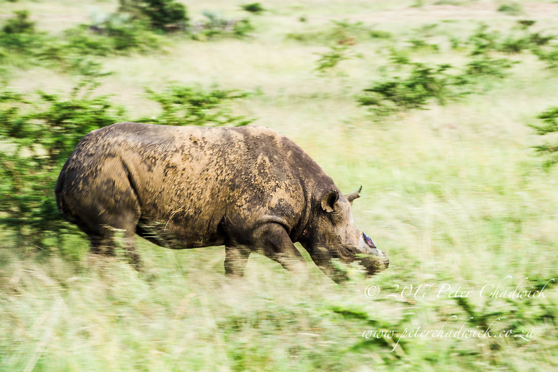 Rhino Conservation_©PeterChadwick AfricanConservationPhotographer