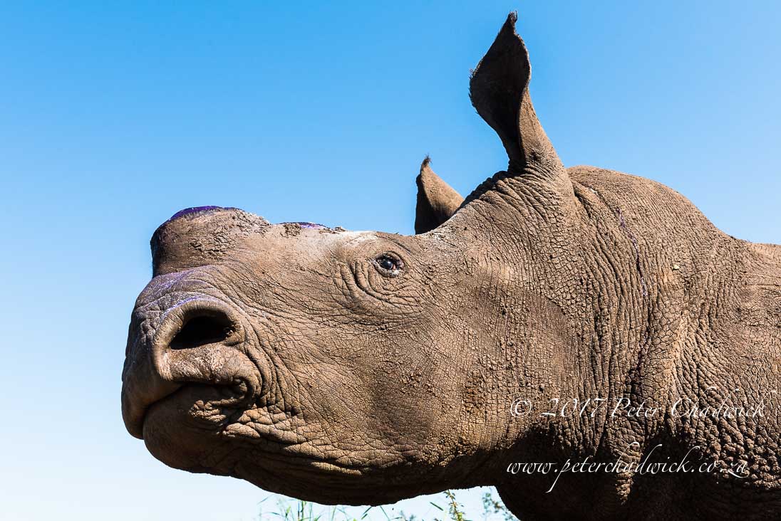 Rhino Conservation_©PeterChadwick AfricanConservationPhotographer