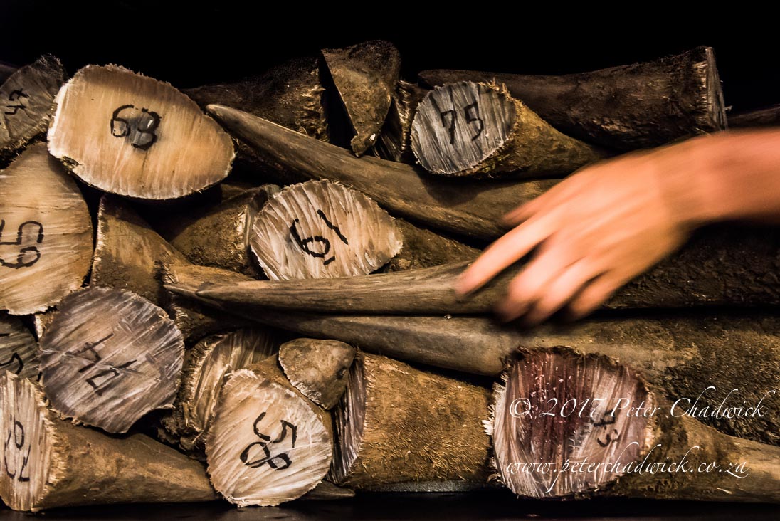 Rhino Conservation_©PeterChadwick AfricanConservationPhotographer