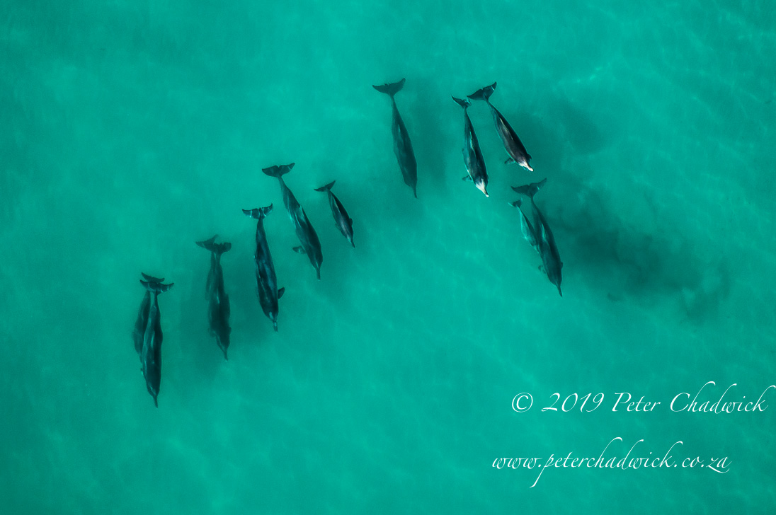 Robberg Marine Protected Area_©PeterChadwick_AfricanConservationPhotographer 