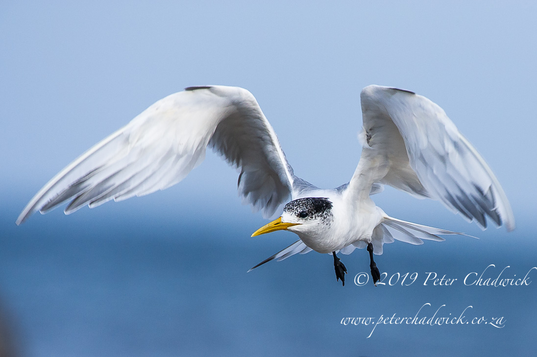 Robberg Marine Protected Area_©PeterChadwick_AfricanConservationPhotographer 