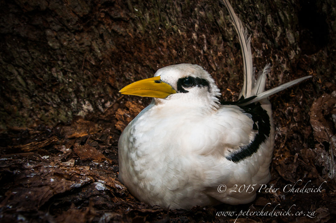 White-Tailed Tropicbird_&copy;PeterChadwick_AfricanConservationPhotographer