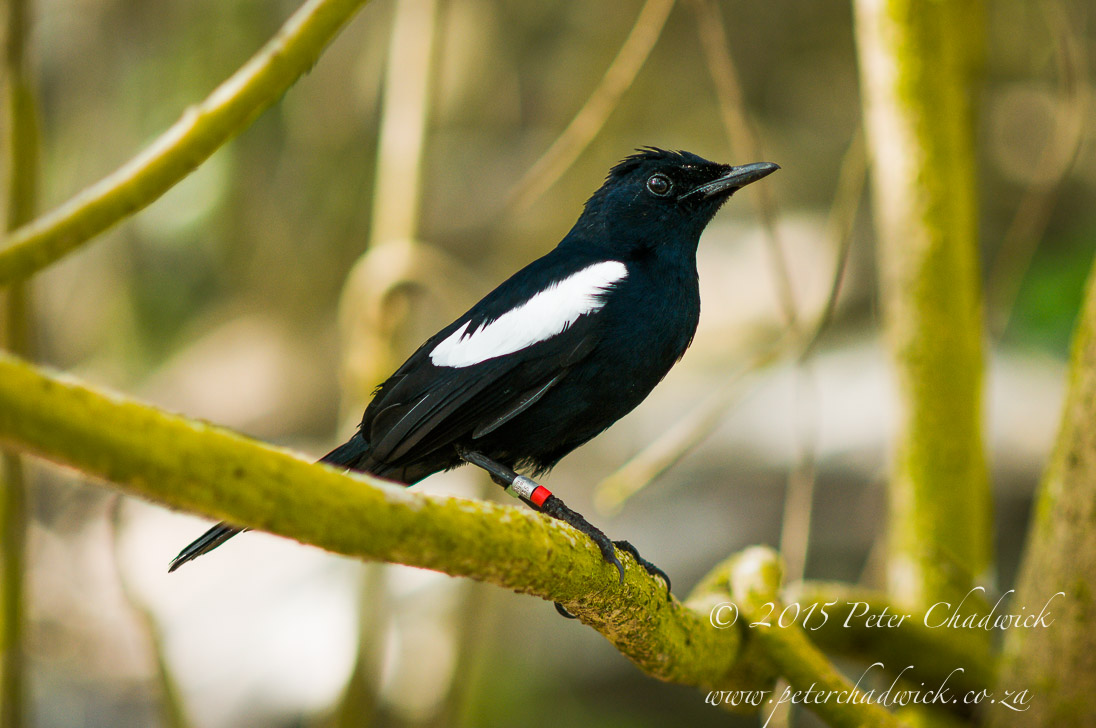 Magpie Robin_&copy;PeterChadwick_AfricanConservationPhotographer