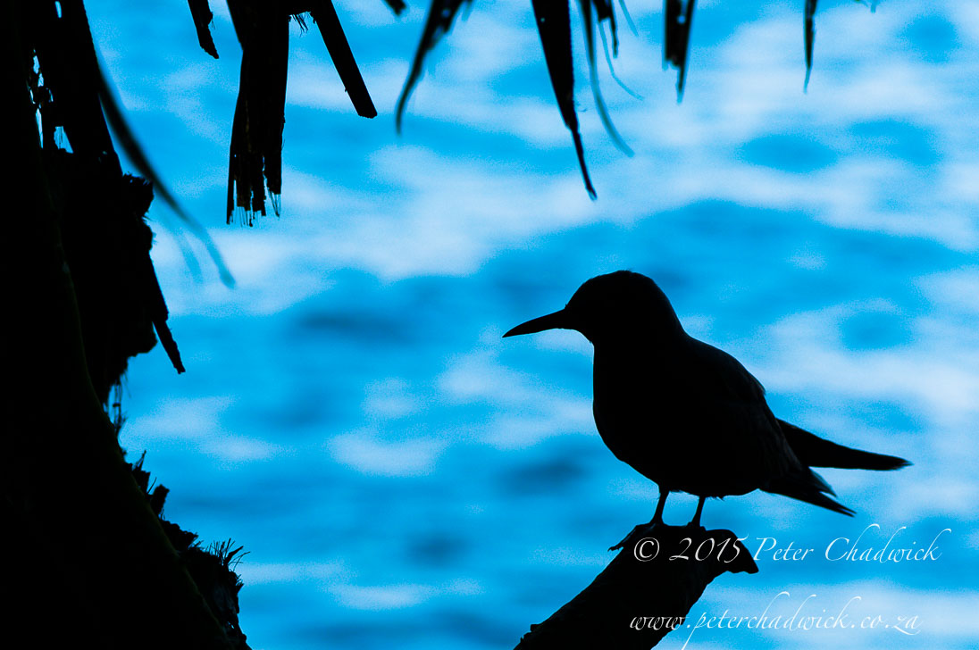 Noddy Tern Silhouette_&copy;PeterChadwick_AfricanConservationPhotographer