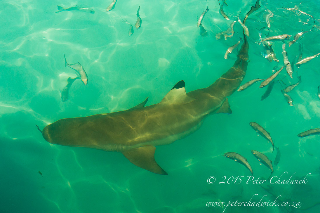 Black-tip Reef Shark_&copy;PeterChadwick_AfricanConservationPhotographer