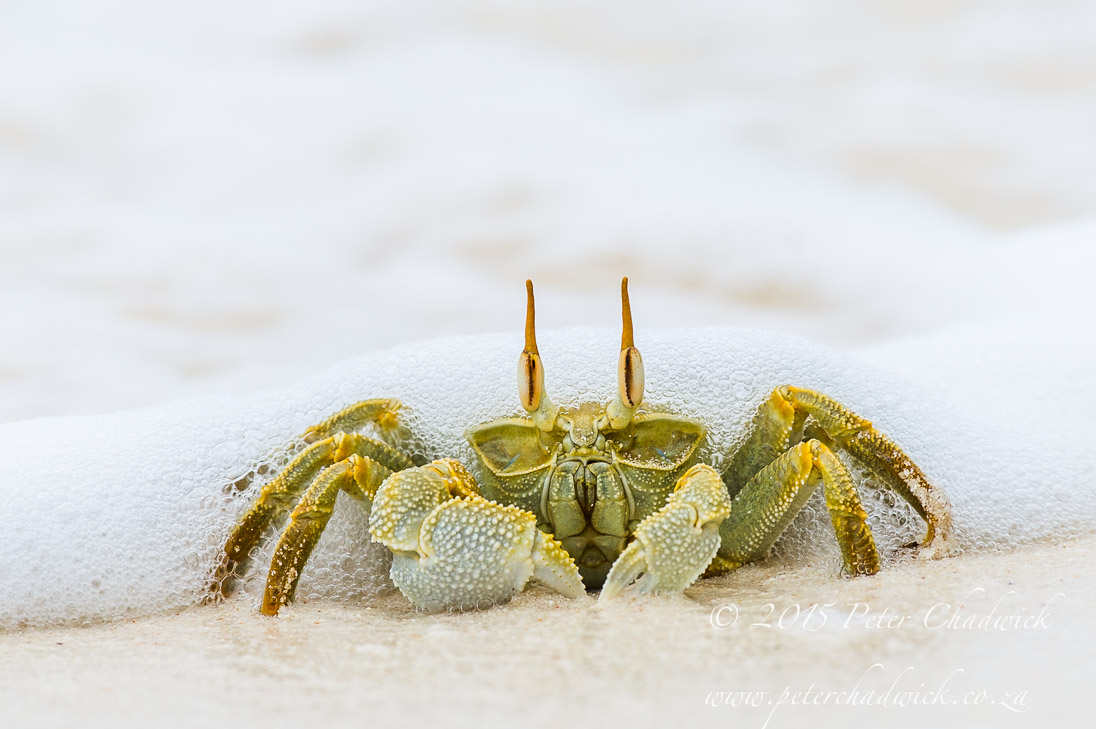 Ghost Crab_&copy;PeterChadwick_AfricanConservationPhotographer