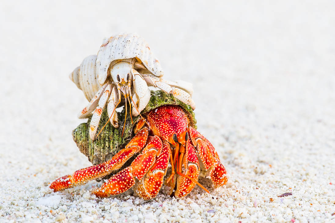 Hermit Crab_&copy;PeterChadwick_AfricanConservationPhotographer