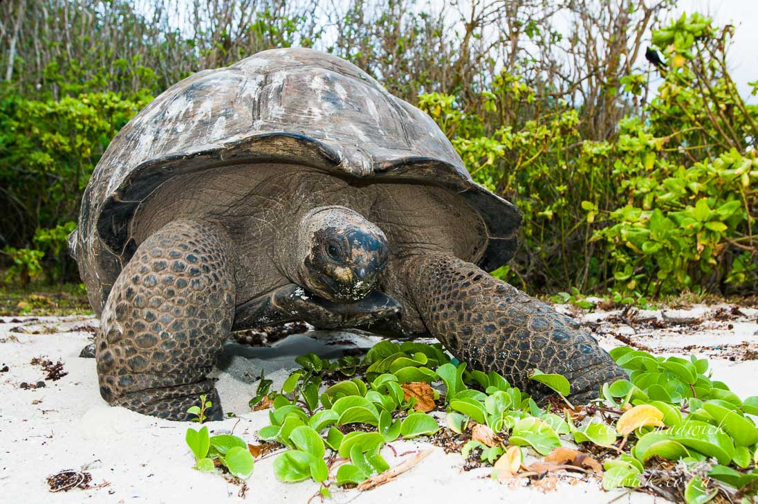 Aldabra Giant Tortoise_&copy;PeterChadwick_AfricanConservationPhotographer
