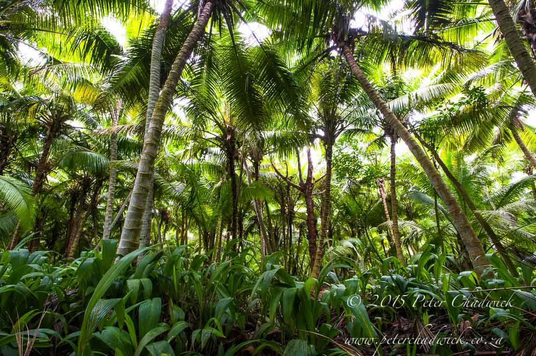 Coconut Plantations_&copy;PeterChadwick_AfricanConservationPhotographer