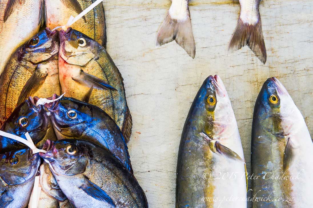 Small-Scale Fishers_©PeterChadwick_AfricanConservationPhotographer