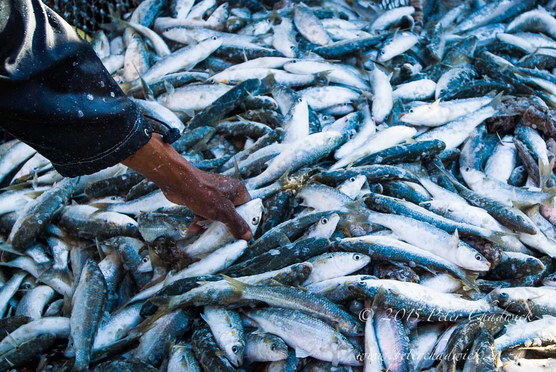 Small-Scale Fishers_©PeterChadwick_AfricanConservationPhotographer