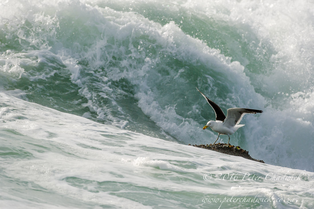 Kelp Gull_©PeterChadwick_AfricanConservationPhotographer