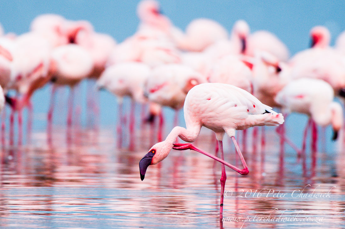 Lesser Flamingo_©PeterChadwick_AfricanConservationPhotographer