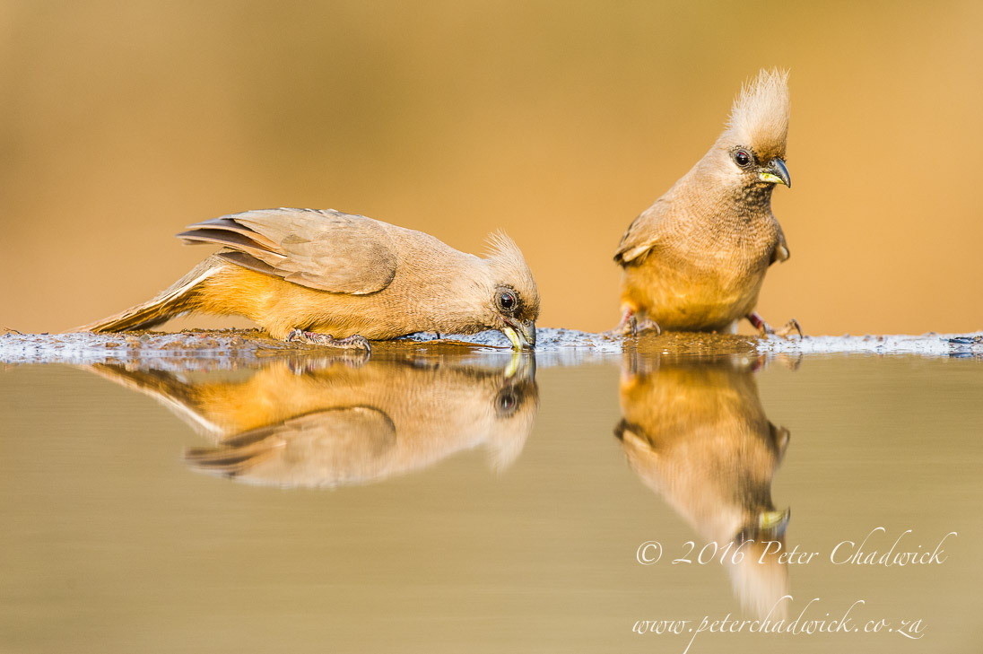 Speckled Mousebird_©PeterChadwick_AfricanConservationPhotographer