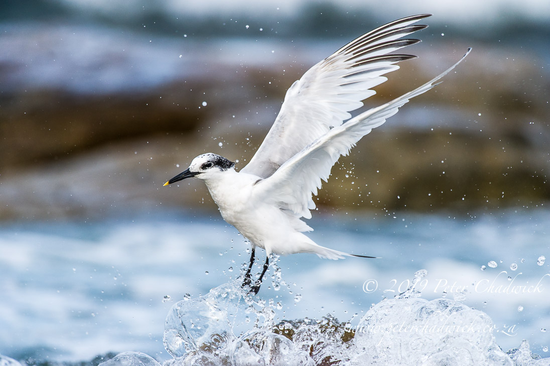 Table Mountain Marine Protected Area by Conservation Photographer Peter Chadwick Table Mountain Marine Protected Area_©PeterChadwick_AfricanConservationPhotographer