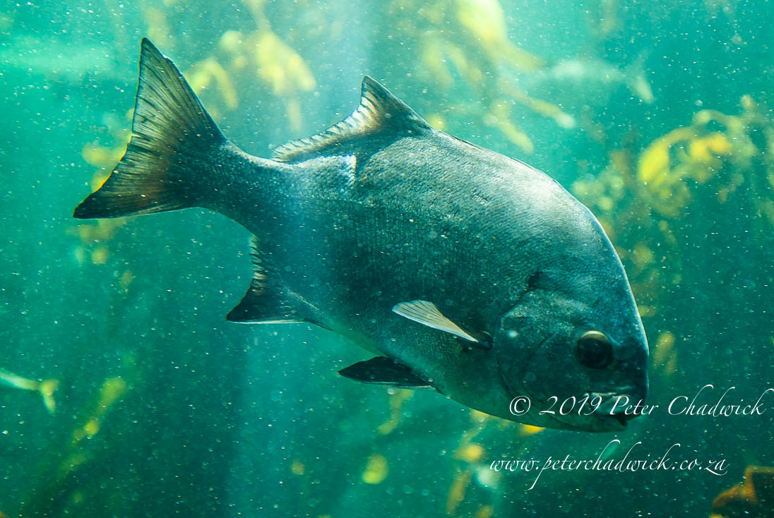 Table Mountain Marine Protected Area by Conservation Photographer Peter Chadwick Table Mountain Marine Protected Area_©PeterChadwick_AfricanConservationPhotographer
