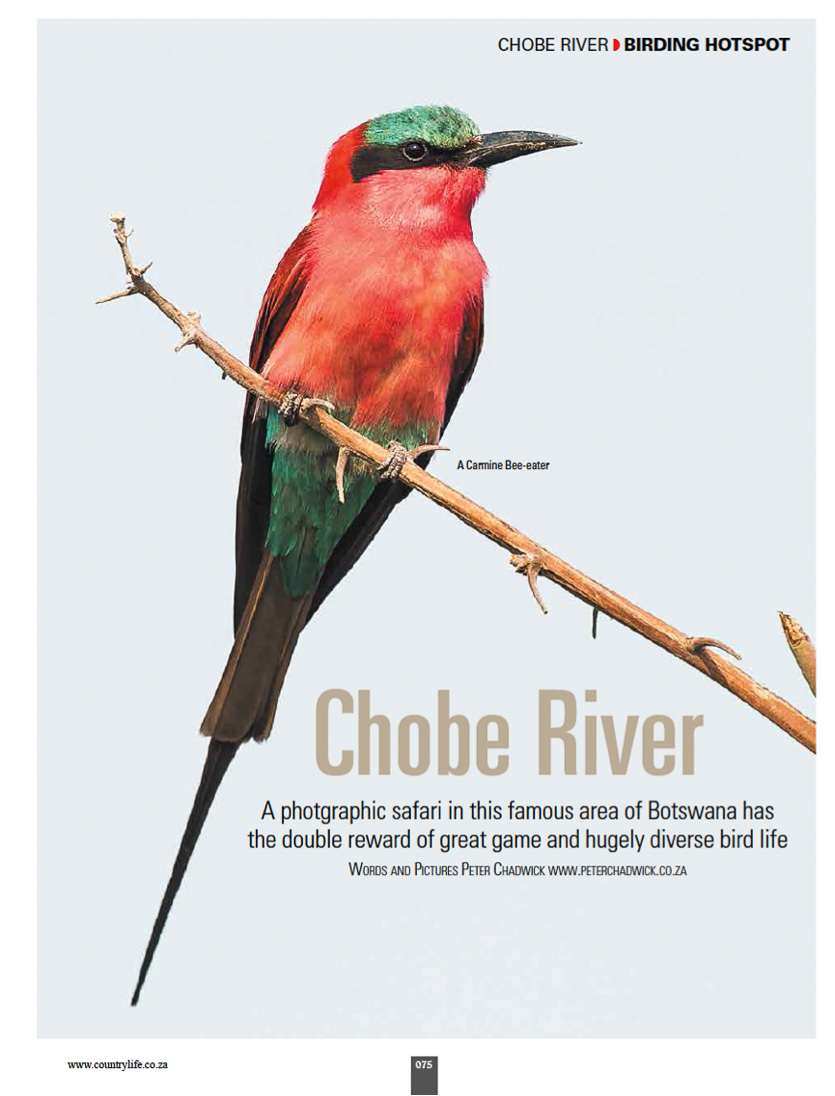 ©PeterChadwick_AfricanConservationPhotographer ©PeterChadwick_AfricanConservationPhotographer