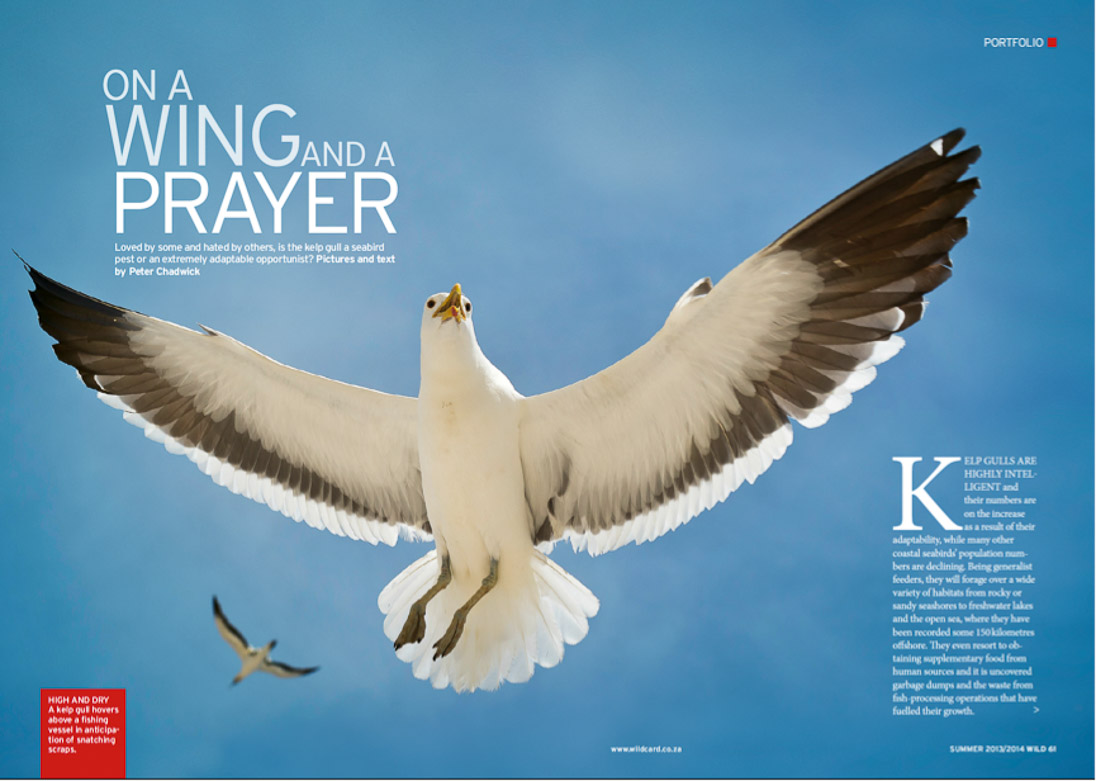 Peter Chadwick African Conservation Photographer Peter Chadwick African Conservation Photographer