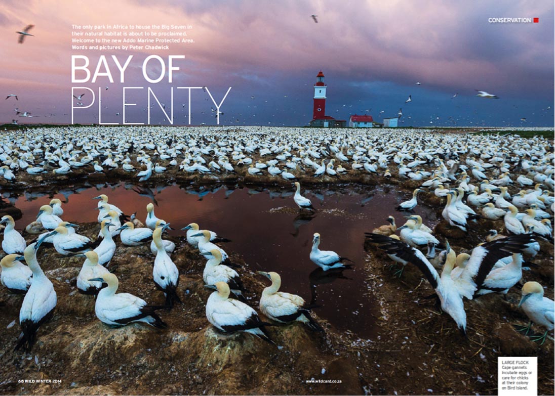 Gannet PeterChadwick AfricanConservationPhotographer