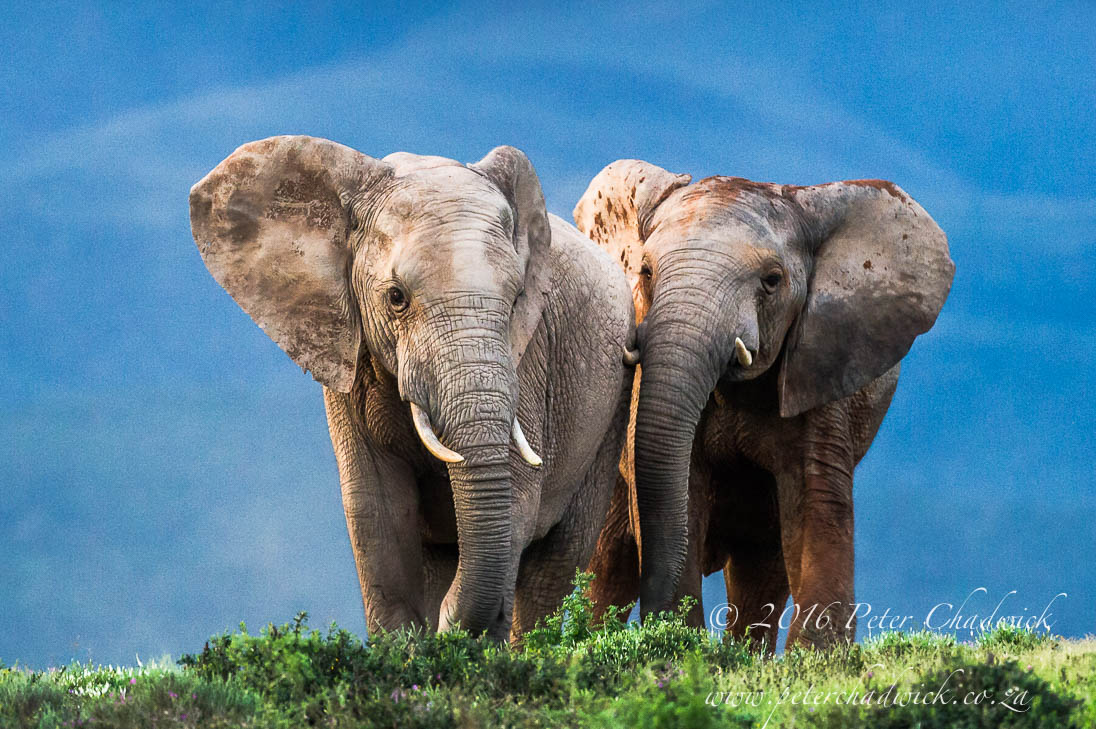 African Elephant Bulls