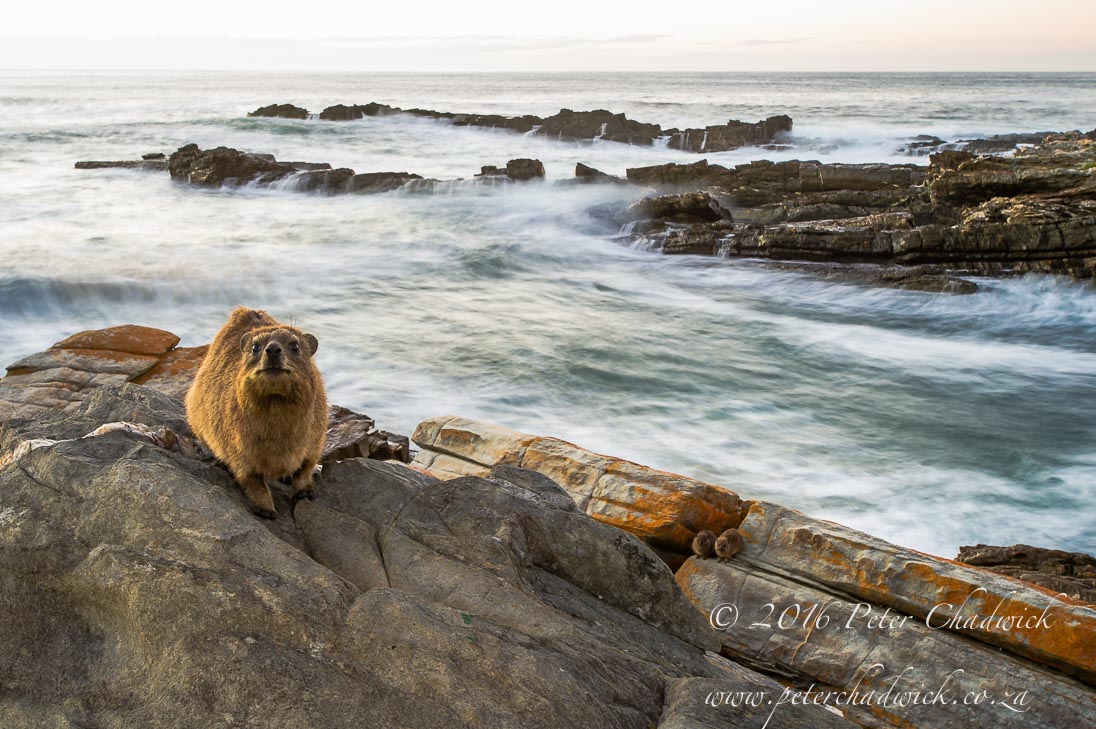Rock Hyrax on the coastline