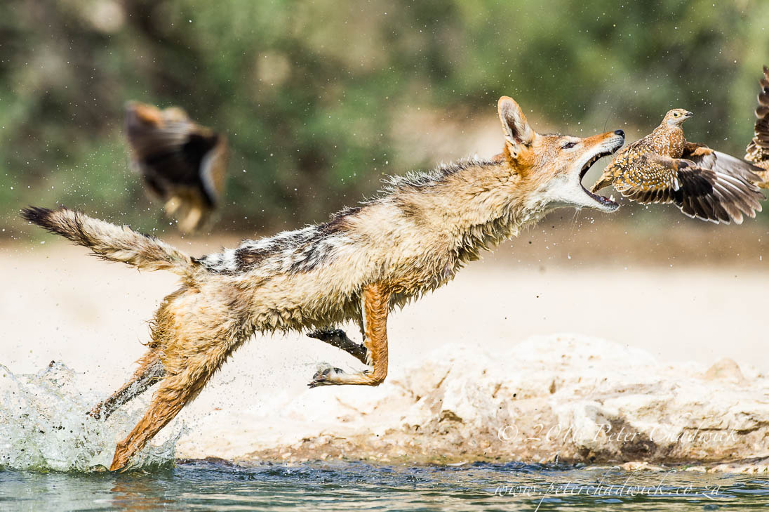 BlackBacked Jackal Hunting Sandgrouse Peter Chadwick African