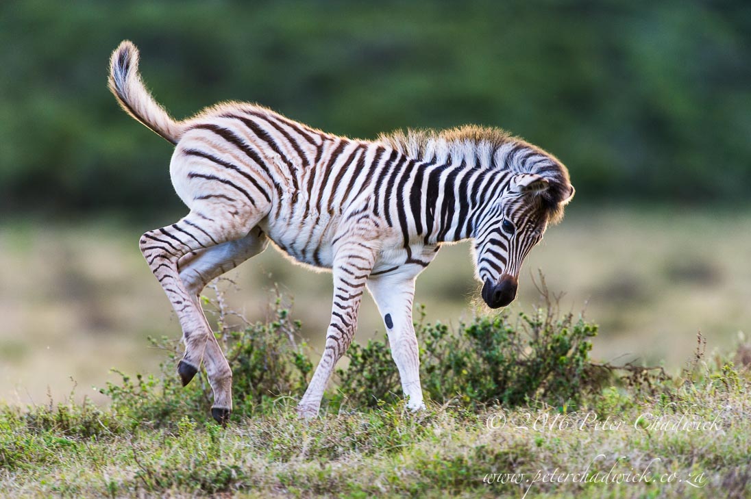 Burchells Zebra Foal Frolicking