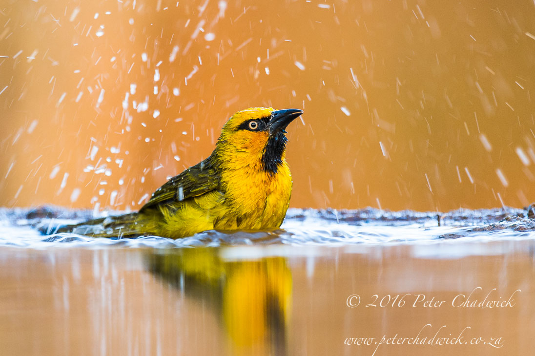 Bathing Spectacled Weaver
