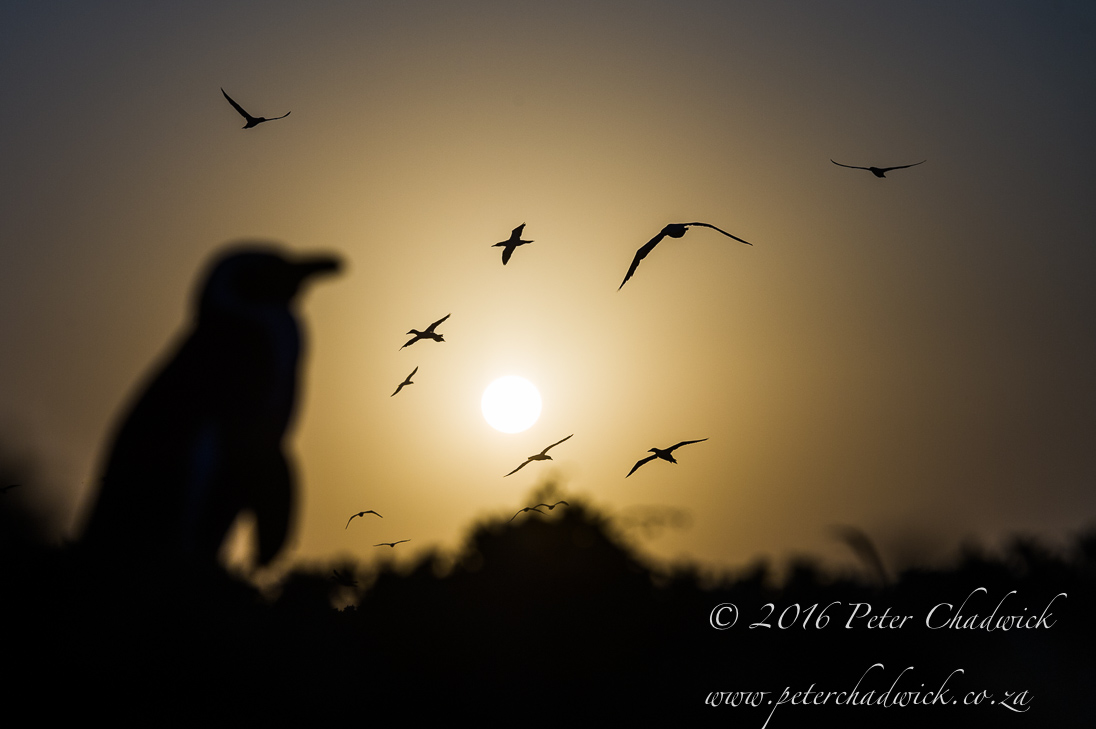 African Penguin and Cape Gannets at Dusk