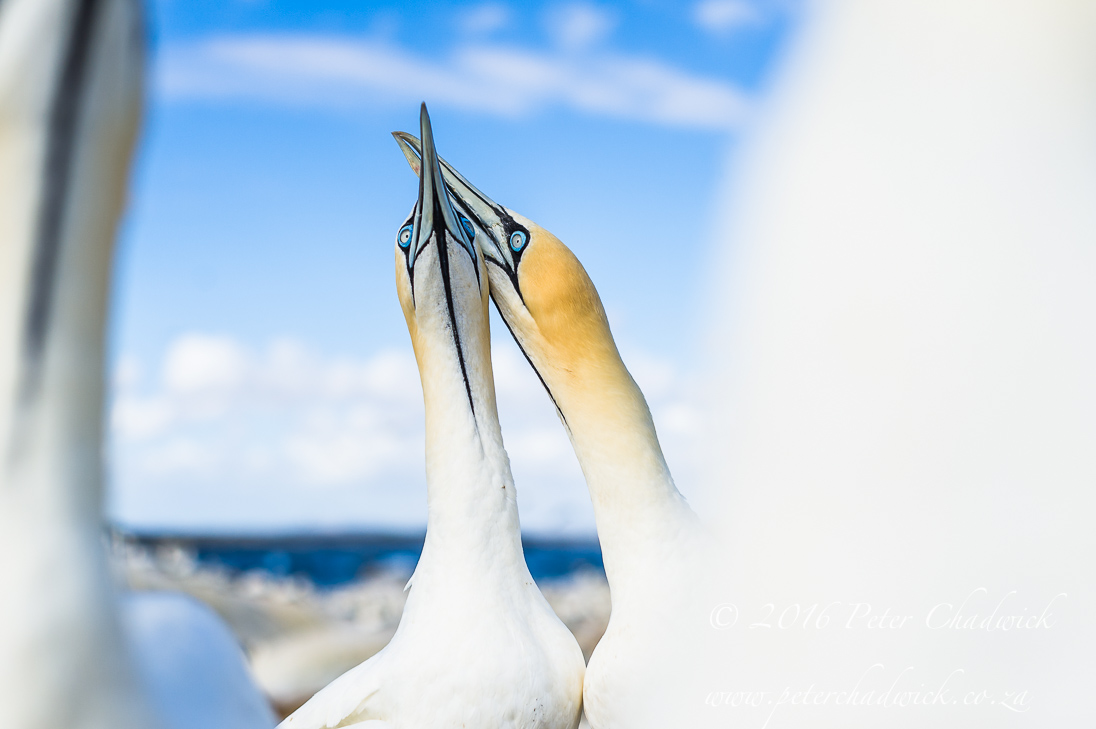 Cape Gannet Pair Skypointing