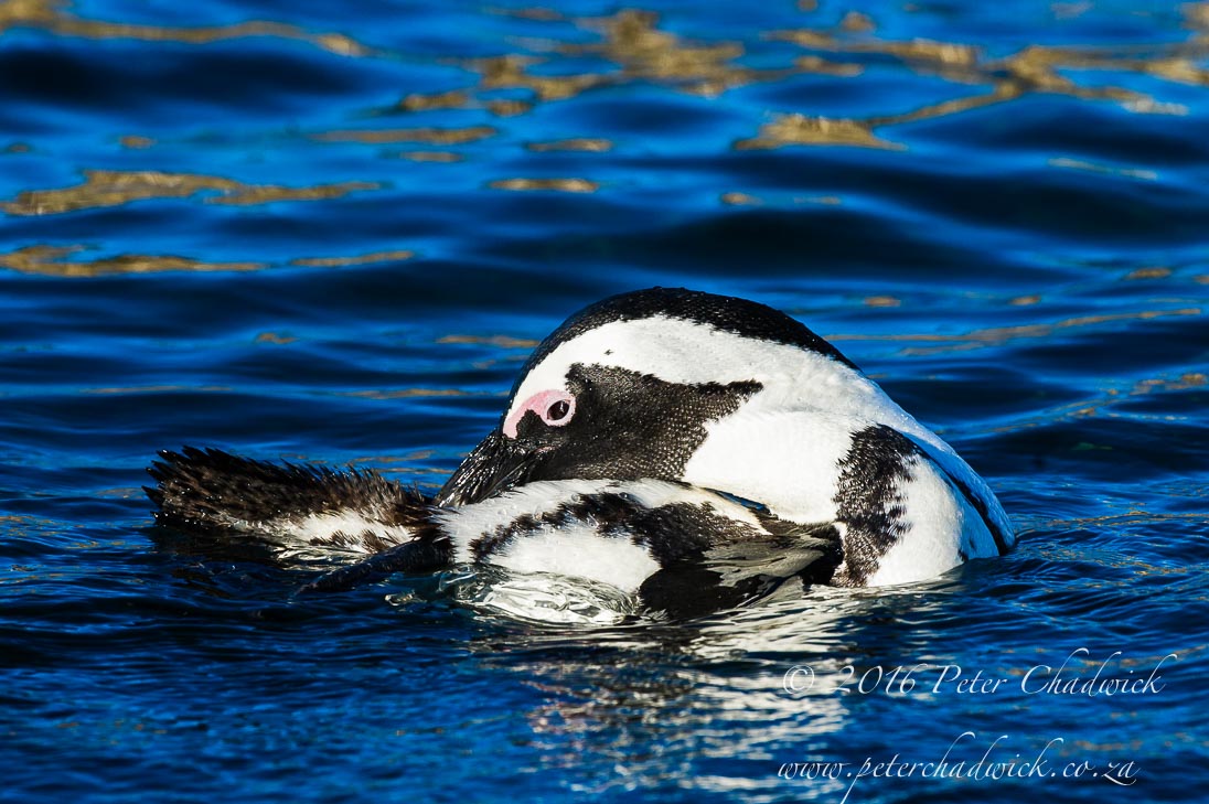 Preening African Penguin