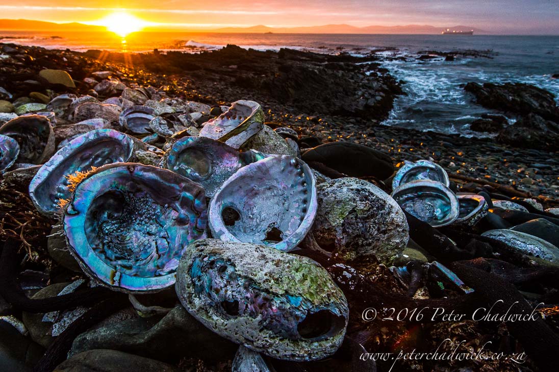Illegally Harvested Abalone Shells