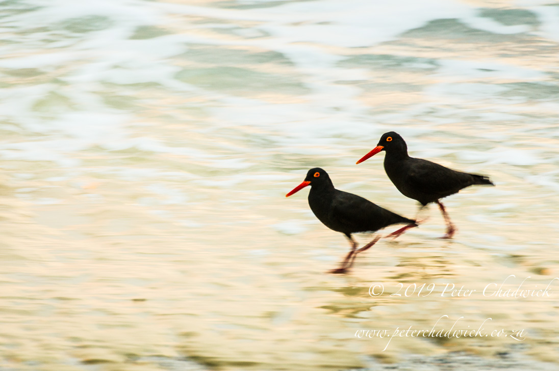 African Black Oystercatcher_©PeterChadwick_AfricanConservationPhotographer 
