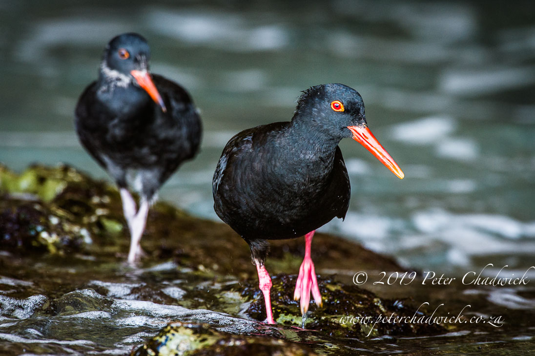 African Black Oystercatcher_©PeterChadwick_AfricanConservationPhotographer
