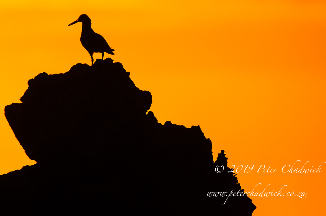 African Black Oystercatcher_©PeterChadwick_AfricanConservationPhotographer 