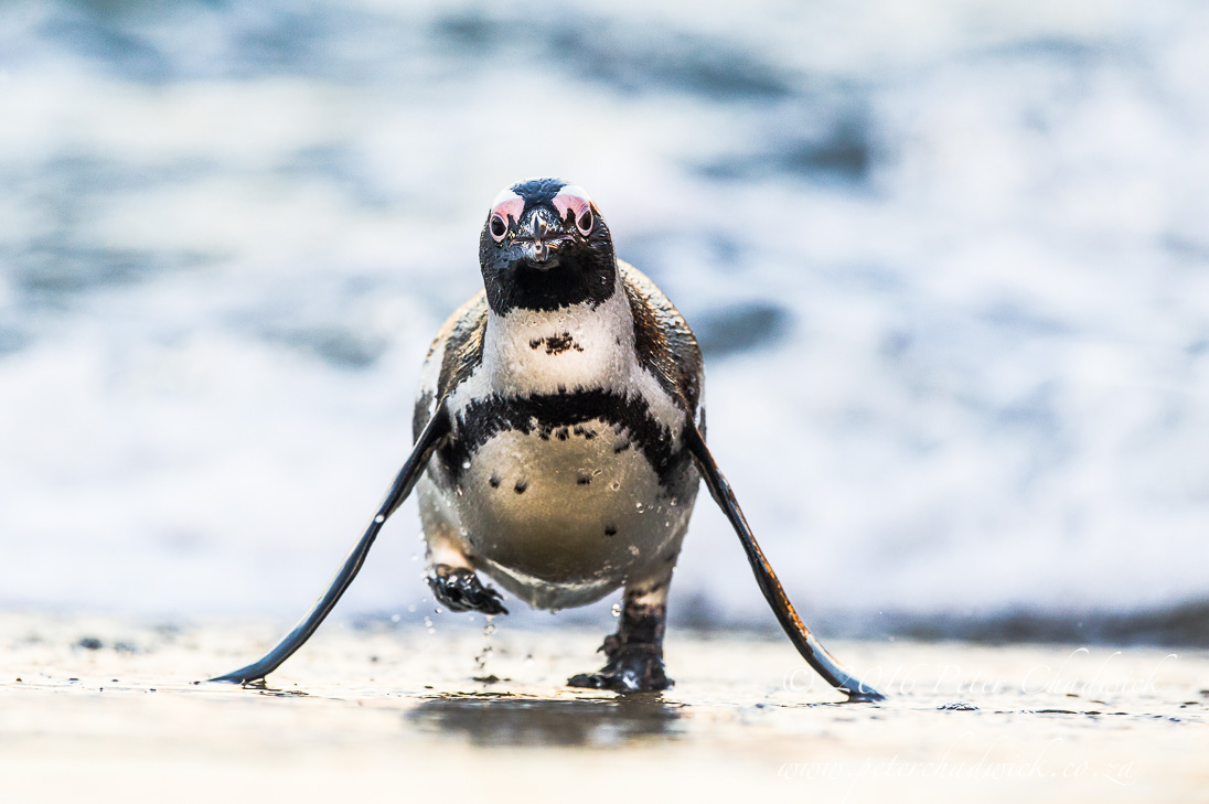African Penguin Emerging from water_PeterChadwick_AfricanConservationPhotographer