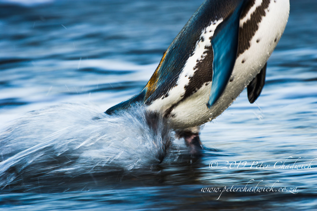 The Conservation of African Penguins