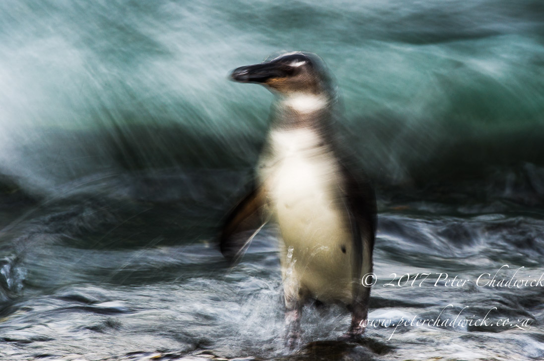 African Penguin_PeterChadwick_AfricanConservationPhotographer