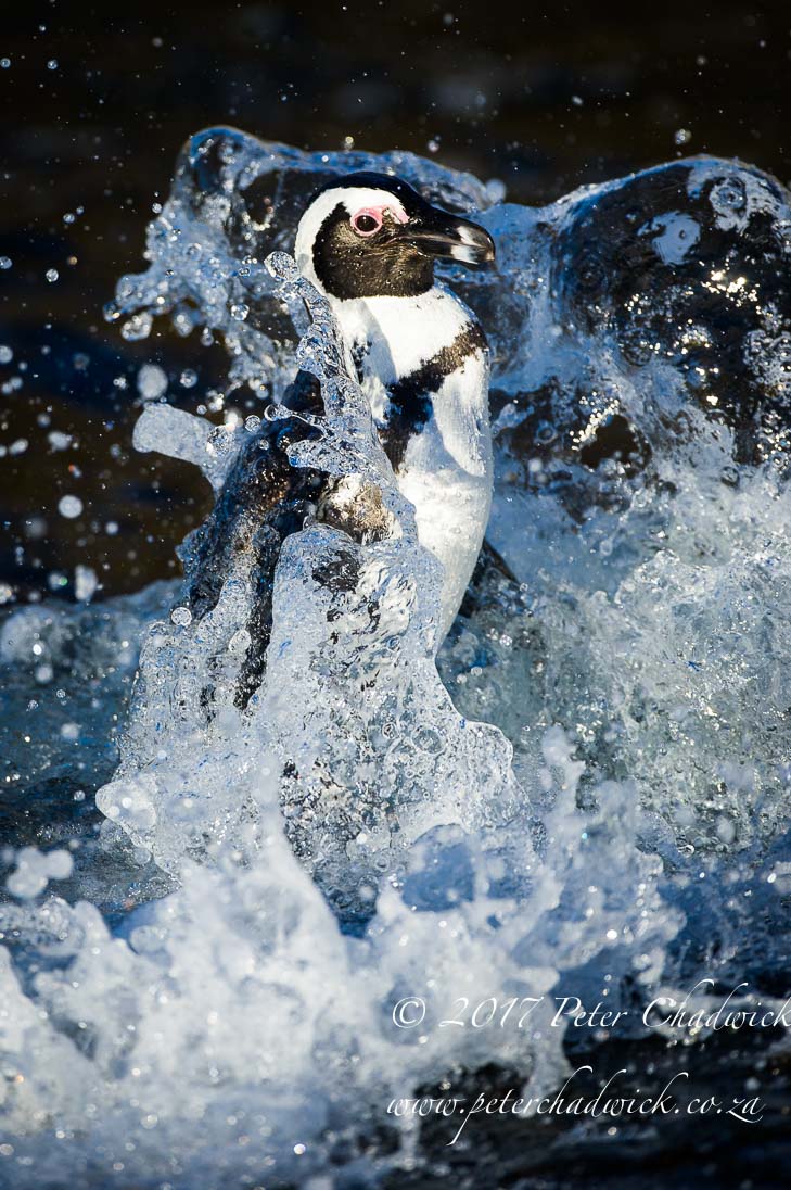 African Penguin_©PeterChadwick_AfricanConservationPhotographer