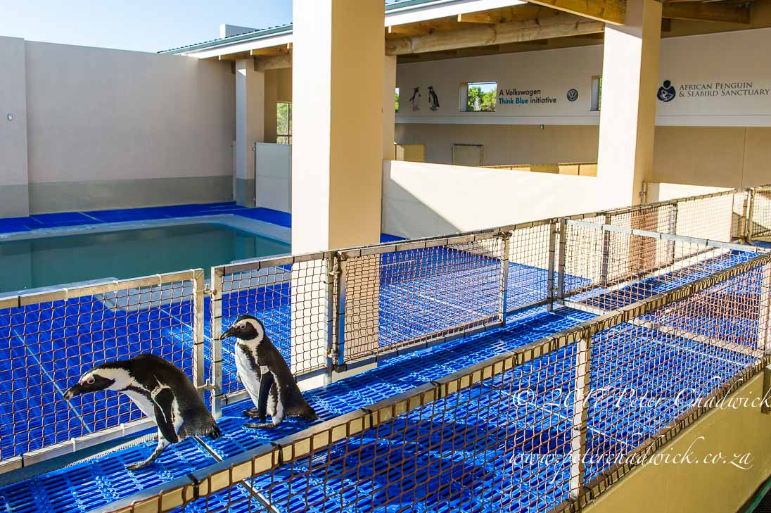 African Penguin_©PeterChadwick_AfricanConservationPhotographer